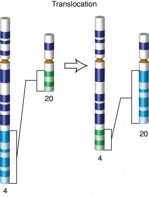 Translocation Math Geometry Translocation Biology