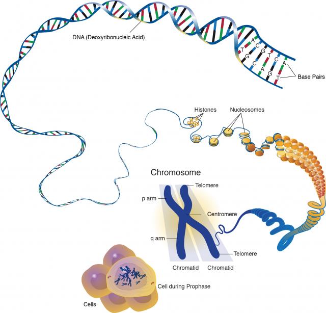 Chromosomes Of Human - Negm Samahita