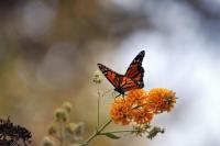 Monarch-Butterfly-on-Orange-Flowers
