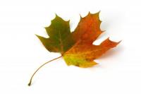 A Fall Colored Maple Leaf on a White Background