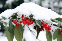 Winter-Berries
