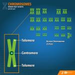 Chromosomes-from-NHGRI