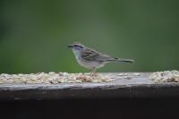 Chipping-Sparrow-1