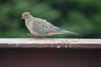 Mourning Dove 4