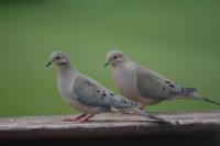 Mourning-Doves-1