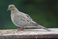 Mourning-Dove-2