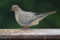 Mourning-Dove-3