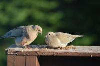Mourning Doves 5