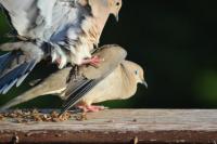 Mourning-Doves-2