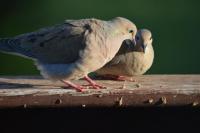 Mourning Doves 3