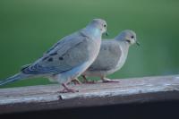 Mourning Doves 4