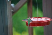 Hummingbird-2