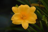 Yellow-Flower-1