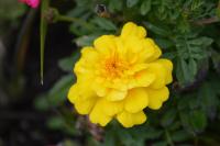 Yellow-Flower-2