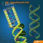 Deoxyribonucleic-Acid-from-NHGRI