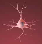 Healthy Neuron from NIH