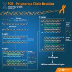 Polymerase-Chain-Reaction-from-NHGRI