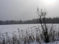 Winter Field #1