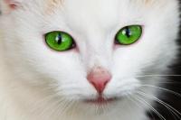 Cat-with-Green-Eyes