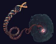 Cell-with-DNA