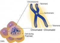 Chromatid
