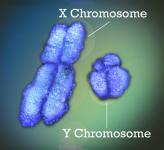 X and Y Chromosome