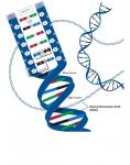 DNA (Deoxyribonucleic Acid) Advanced