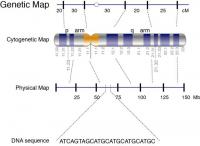 Genetic Map
