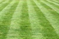 Mowed Lawn Grass Texture