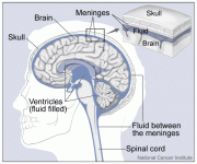 Brain and Nearby Structures