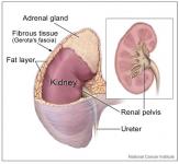 Kidney-and-Adrenal-Gland
