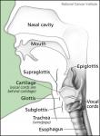 Larynx and Nearby Structures
