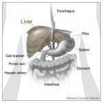 Liver-and-Nearby-Organs
