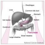 Pancreas-and-Nearby-Organs