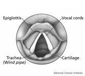 Larynx (Top View)