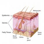 Skin-Anatomy