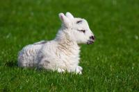 Newborn-Lamb