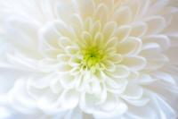 White Flower 1