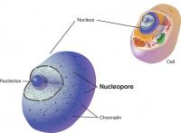 Nucleopore