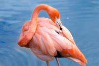 Pink Flamingo 1