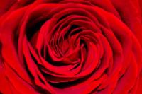 Red-Rose-1
