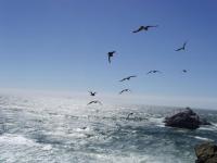 Seagulls and Ocean