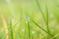 Water Drop on the Grass