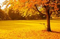 Yellow-Autumn-Trees